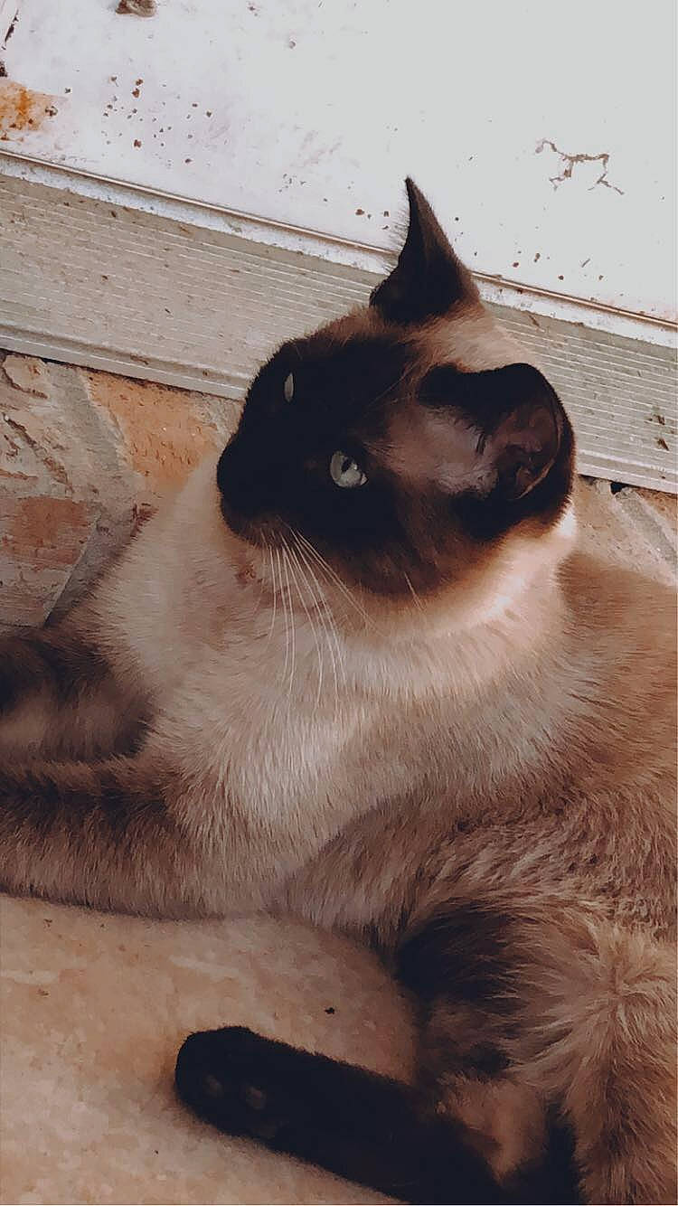 Nico joined the competition — help win amazing prizes! balinese, birman, carnivore, cat, domestic_short_haired_cat, fawn, felidae, fur, paw, siamese, small_to_medium_sized_cats, snout, tail, terrestrial_animal, thai, whiskers