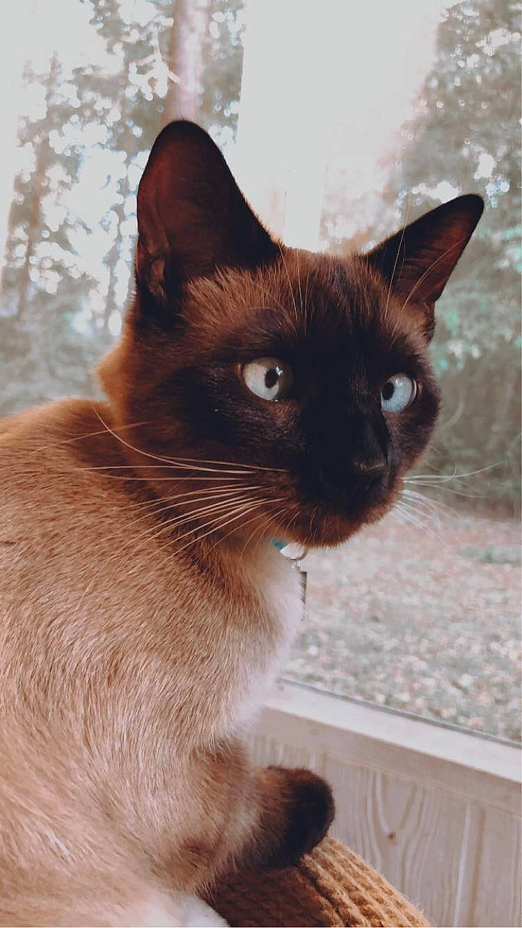 Nico is registered to the contest to win money with this photo: carnivore, cat, fawn, felidae, fur, iris, siamese, small_to_medium_sized_cats, snout, tail, terrestrial_animal, whiskers, wildlife