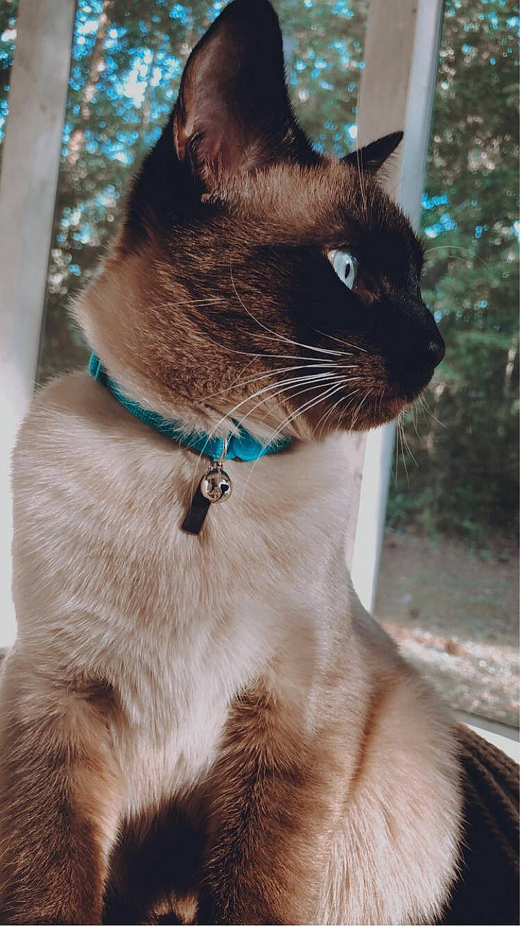 Nico joined the competition — help win amazing prizes! carnivore, cat, collar, domestic_short_haired_cat, electric_blue, eye, fawn, felidae, fur, pet_supply, siamese, small_to_medium_sized_cats, snout, tail, terrestrial_animal, thai, tree, whiskers, wildlife, window
