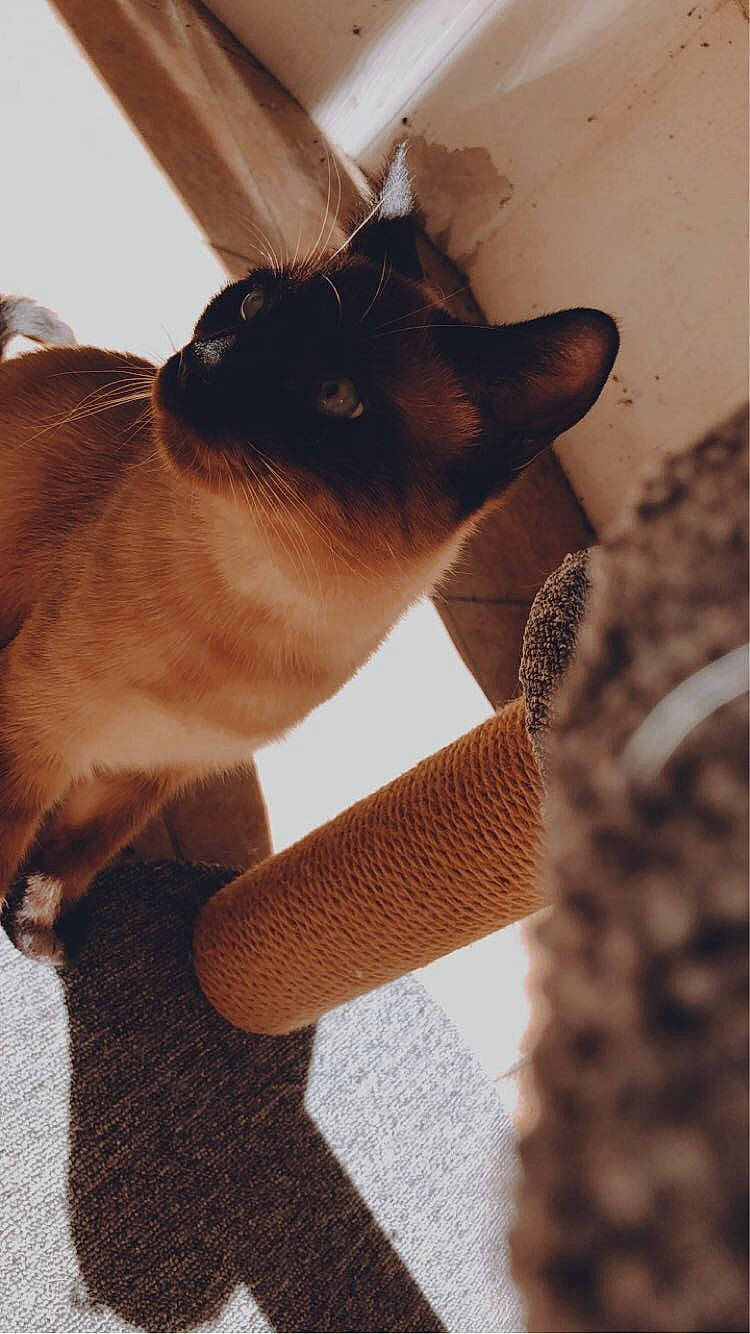 Nico is registered to the contest to win money with this photo: balinese, carnivore, cat, comfort, domestic_short_haired_cat, fawn, felidae, flooring, fur, human_leg, mammal, siamese, small_to_medium_sized_cats, snout, tail, thai, tonkinese, whiskers, window, wood