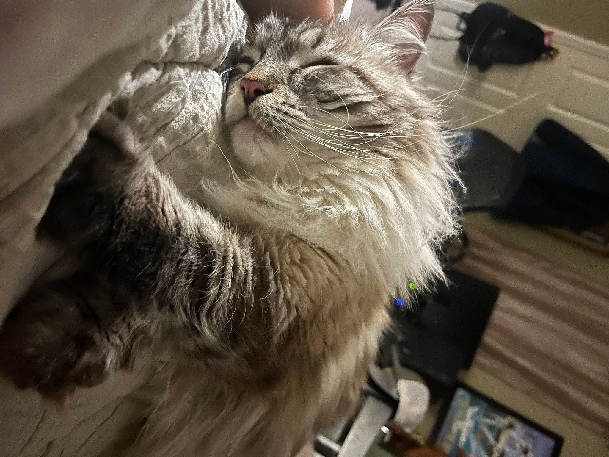 Kai joined the competition — help win amazing prizes! box, carnivore, cat, claw, comfort, domestic_short_haired_cat, felidae, fur, maine_coon, paw, small_to_medium_sized_cats, snout, whiskers