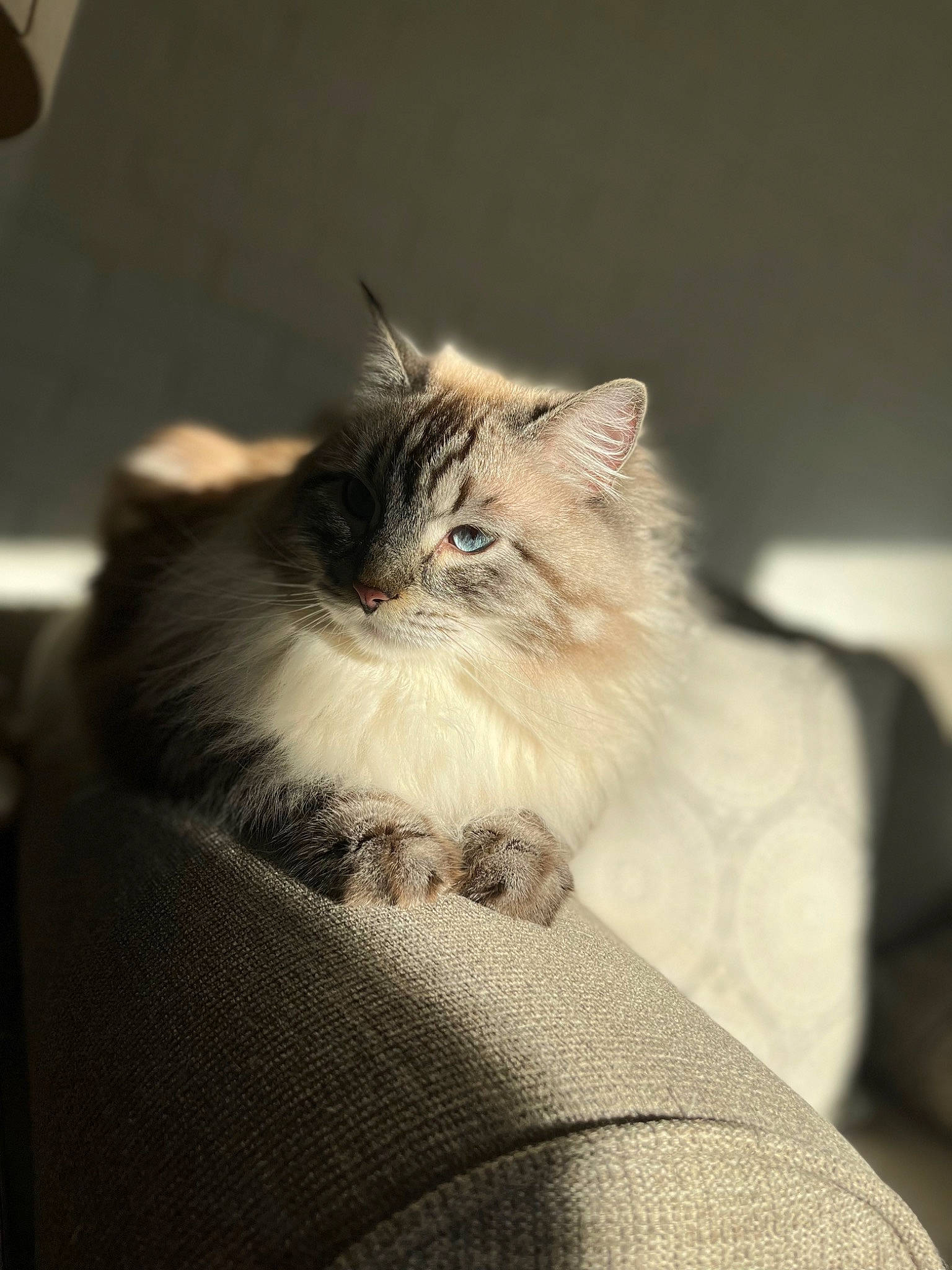 Kai