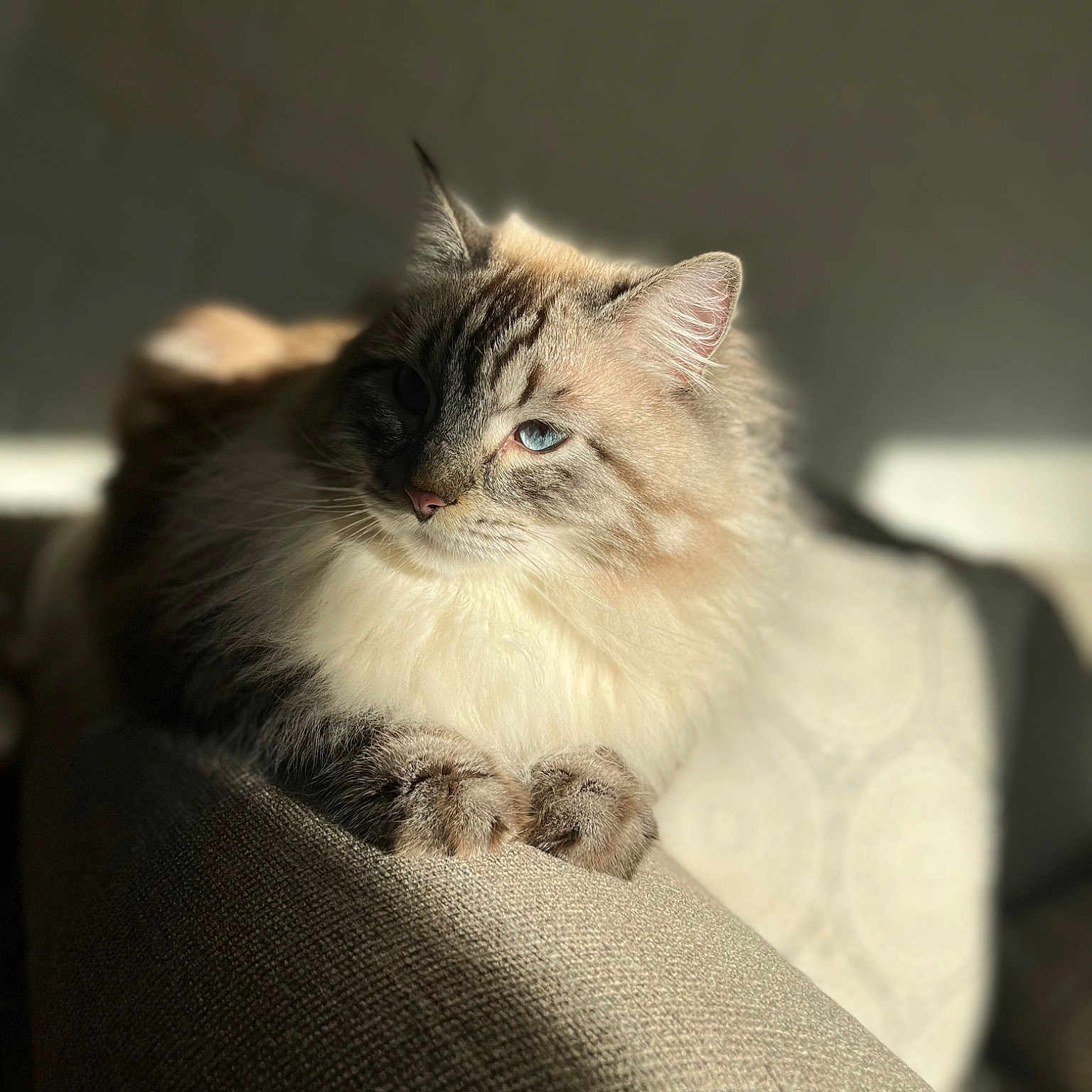 Kai