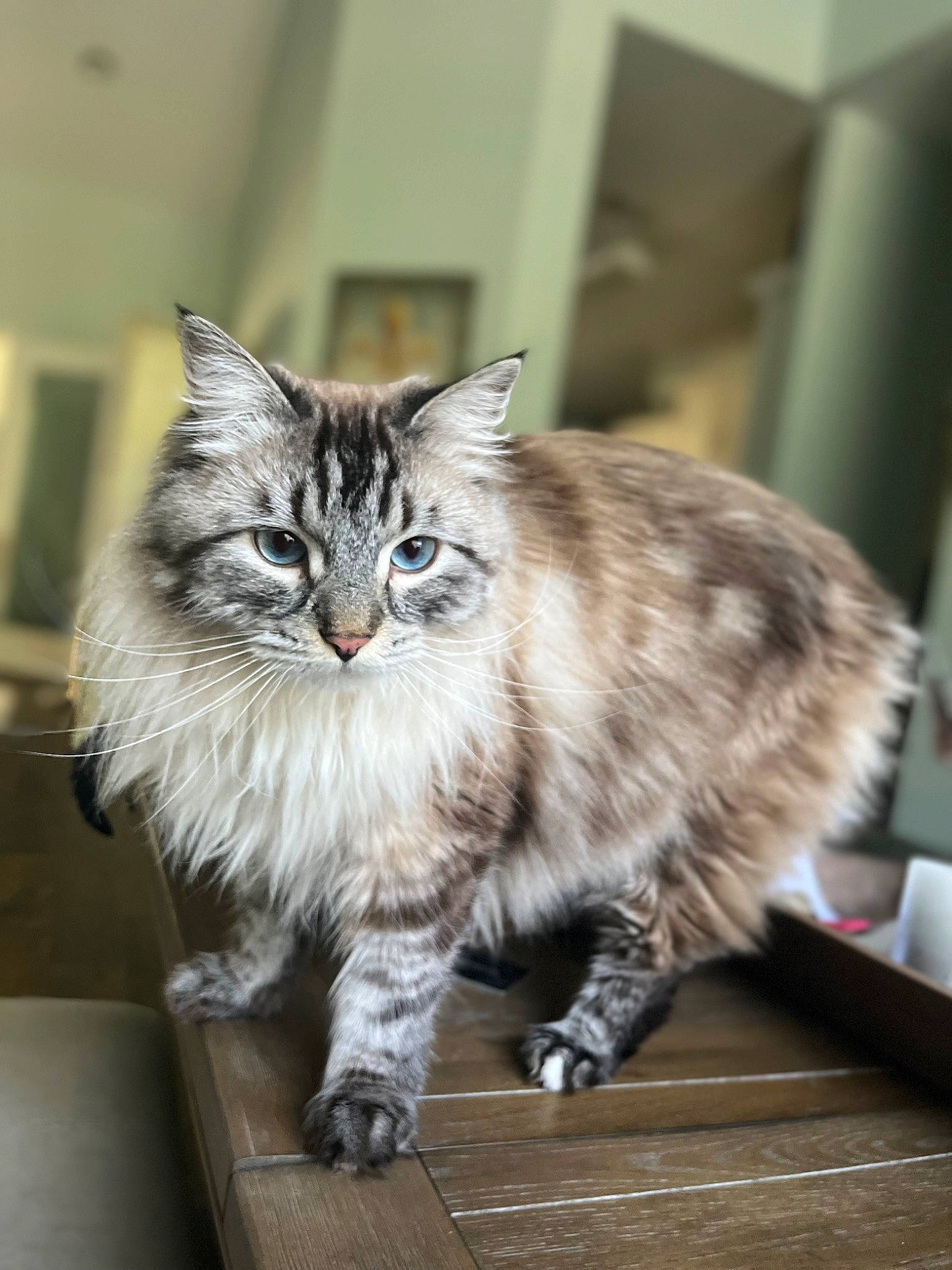 Kai joined the competition — help win amazing prizes! carnivore, cat, claw, domestic_short_haired_cat, drawer, eye, felidae, fur, hardwood, maine_coon, paw, small_to_medium_sized_cats, snout, tail, terrestrial_animal, whiskers, wood