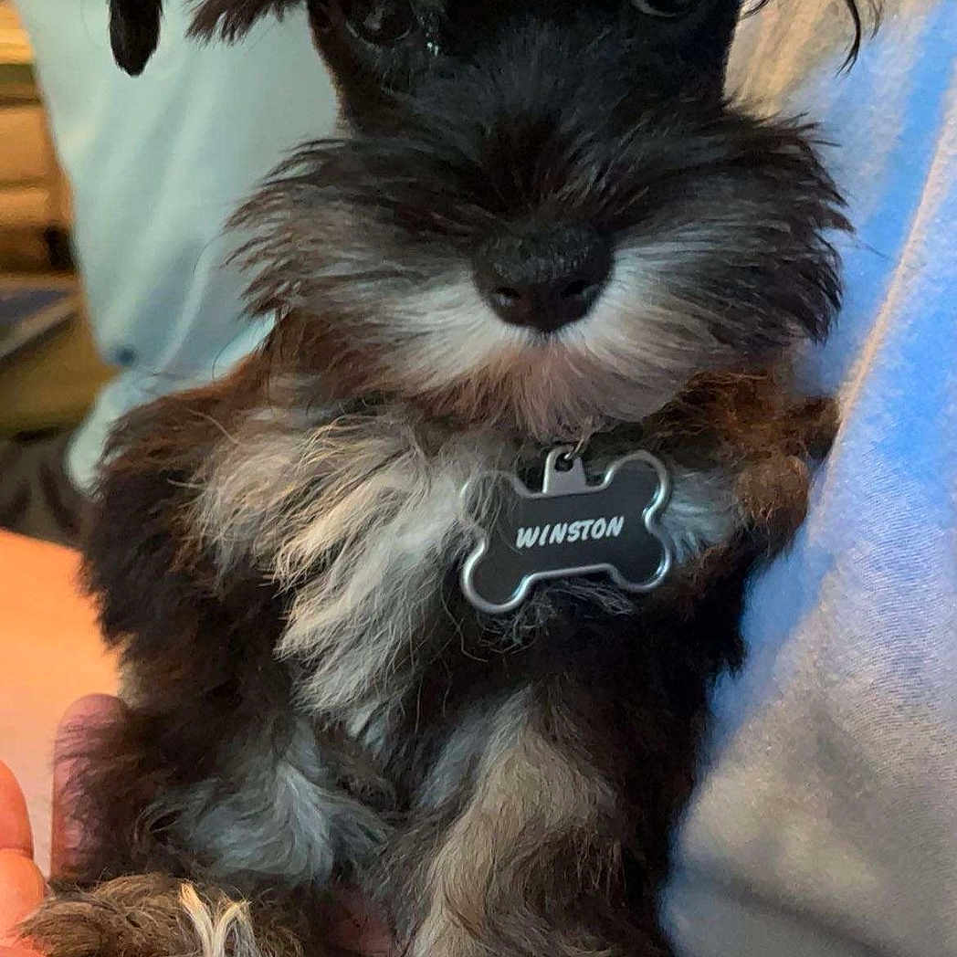 Winston