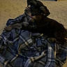 Winston is registered to the contest to win money with this photo: dog, blanket, plaid, carpet, floor, indoor, furniture, pet, animal, small_dog, black_dog, looking_up, cozy, domestic, home, resting, curious, lying_down, blue, soft_texture