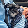 Winston joined the competition — help win amazing prizes! puppy, dog, blanket, blue_shirt, seatbelt, car_interior, person, hands, cute, pet, small_dog, fur, snuggled, portrait, indoors, travel, animal, companion, cozy, car_seat