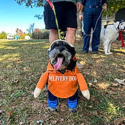 Winston is registered to the contest to win money with this photo: dog, costume, delivery_dog, orange_hoodie, blue_pants, grass, leash, person, tree, outdoor, tongue_out, black_dog, white_dog, headwear, fall_leaves, smiling, casual_clothing, nature, daylight, park