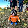 dog, costume, delivery_dog, orange_hoodie, blue_pants, grass, leash, person, tree, outdoor, tongue_out, black_dog, white_dog, headwear, fall_leaves, smiling, casual_clothing, nature, daylight, park