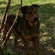 Marley participe au concours pour gagner de l'argent avec cette photo : alert, animal, black, branch, brown, canine, dog, fence, fur, garden, grass, guard, nature, outdoor, pet, shade, shadow, standing, sunlight, tree