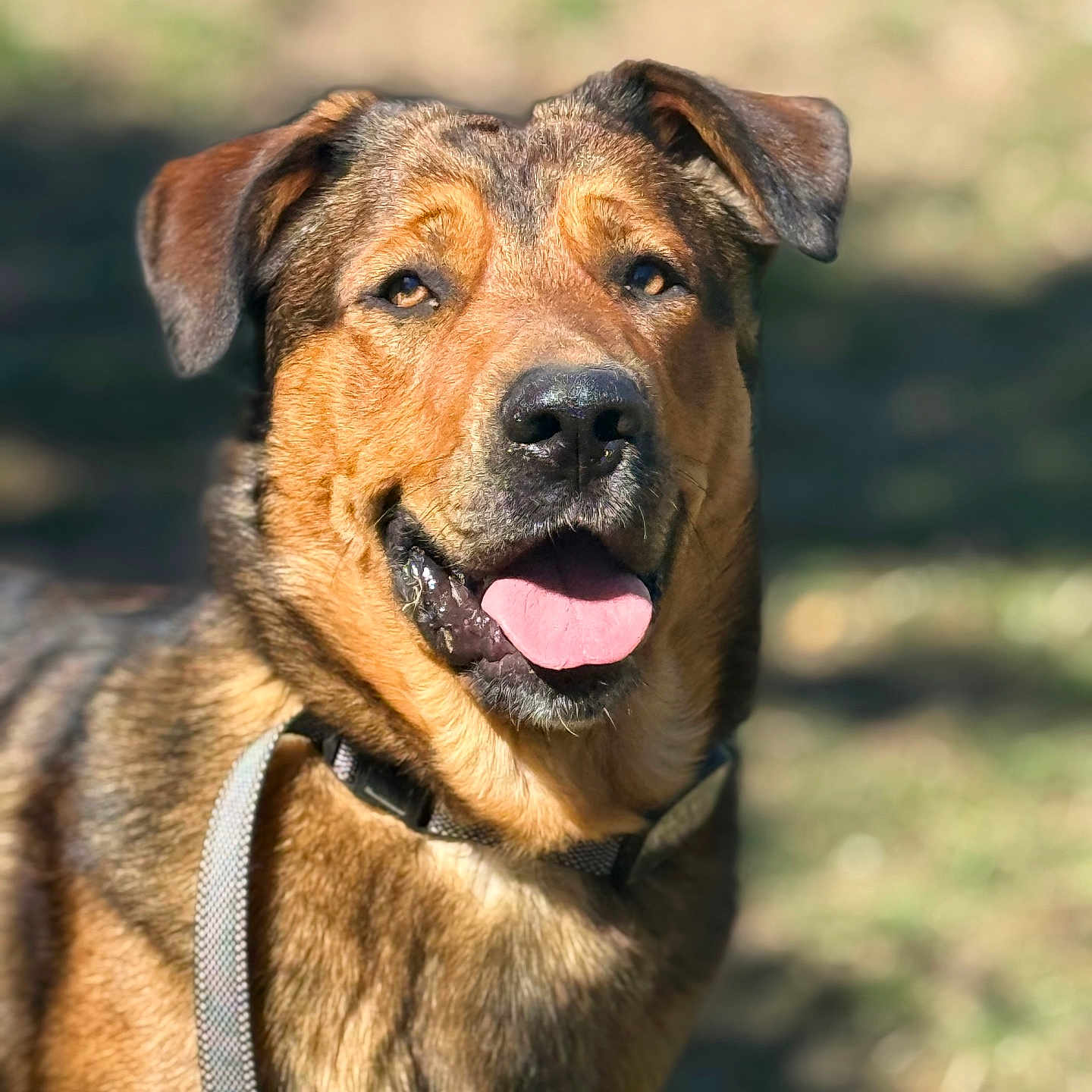 Marley a rejoint le concours — aidez-le/la à gagner de superbes lots ! animal, blurred_background, brown_fur, canine, closeup, collar, daylight, dog, ears, friendly, fur, happy, muzzle, nature, outdoor, pet, portrait, smile, sunlight, tongue