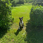 Rocky participe au concours pour gagner de l'argent avec cette photo : bushes, canine, collar, daylight, dog, garden, grass, greenery, happy, leaves, nature, outdoor, park, pathway, pet, shadow, smiling, summer, sunlight, trees