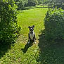 bushes, canine, collar, daylight, dog, garden, grass, greenery, happy, leaves, nature, outdoor, park, pathway, pet, shadow, smiling, summer, sunlight, trees