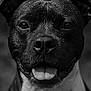Rocky a rejoint le concours — aidez-le/la à gagner de superbes lots ! animal, black_and_white, canine, close_up, dog, droplets, ears, expression, face, friendly, fur_texture, happy, looking_at_camera, nose, outdoor, pet, portrait, tongue_out, wet_fur, whiskers