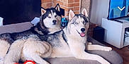 Lucky a rejoint le concours — aidez-le/la à gagner de superbes lots ! animal, architecture, building, canine, computerhardware, couch, dog, electronics, eskimodog, fireplace, furniture, hardware, husky, indoors, interiordesign, livingroom, person, pet, room, table