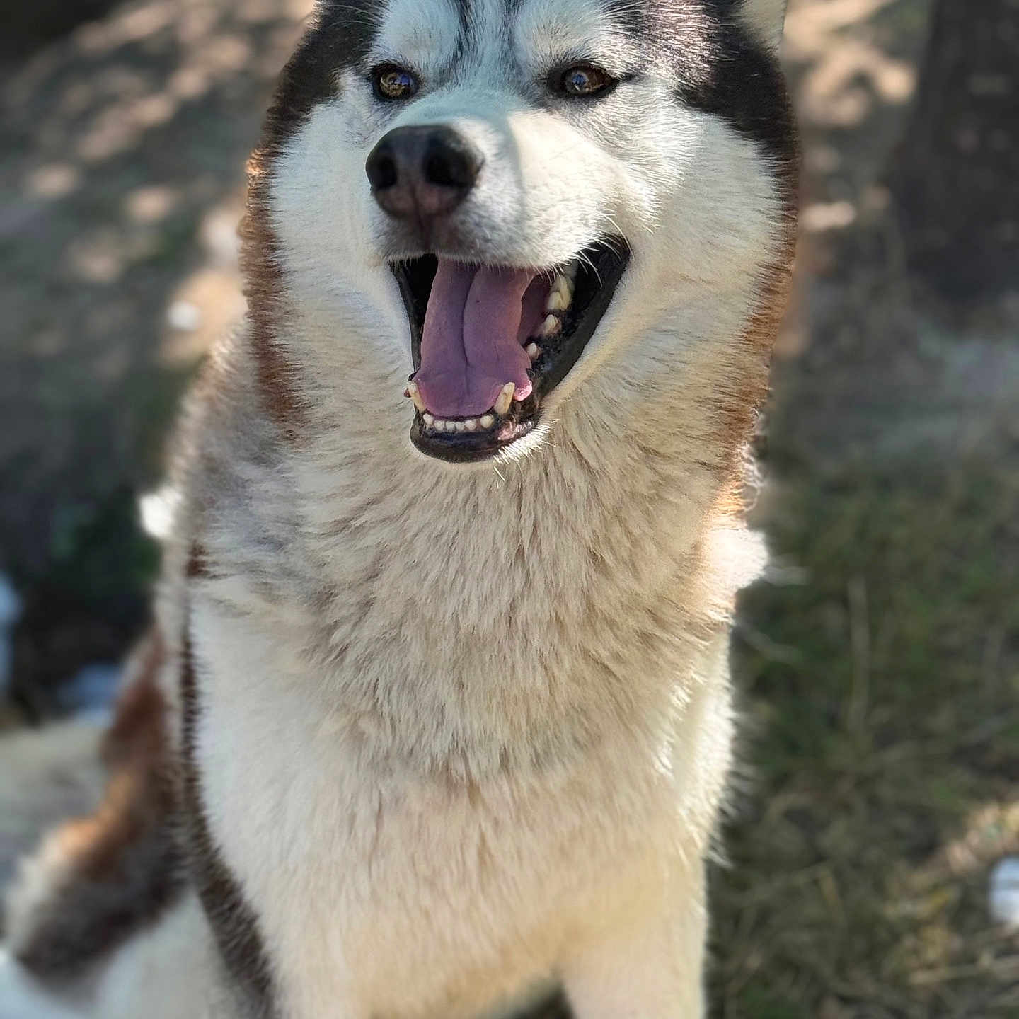 Lucky participe au concours pour gagner de l'argent avec cette photo : animal, canine, closeup, daylight, dog, ears, eyes, fur, happy, husky, mammal, nature, nose, outdoor, pet, playful, portrait, sitting, smiling, tongue