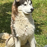 Lucky participe au concours pour gagner de l'argent avec cette photo : alert, animal, canine, companion, cute, dog, domestic_animal, fence, friendly, fur, grass, husky, mammal, nature, outdoor, pet, portrait, shadow, sitting, sunlight