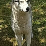 Loulou a rejoint le concours — aidez-le/la à gagner de superbes lots ! alert, animal, canine, companion, daylight, dog, field, fluffy, fur, grass, looking_away, mammal, nature, outdoor, pet, portrait, shadow, siberian_husky, standing, sunlight