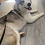 Loulou a rejoint le concours — aidez-le/la à gagner de superbes lots ! animal, blue_eyes, canine, cute, dog, domestic_animal, ears, floor, fur, happy, indoor, leash, looking_back, lying_down, paw, pet, siberian_husky, smiling, tongue_out, wooden_floor