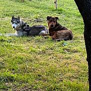 Loulou a rejoint le concours — aidez-le/la à gagner de superbes lots ! alert, animal, brown_dog, canine, collar, companions, daylight, dog, fence, field, grass, husky, leash, lying_down, nature, outdoor, pet, resting, tree, two_dogs
