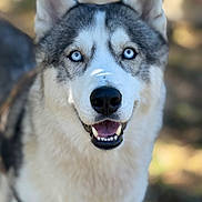 Loulou participe au concours pour gagner de l'argent avec cette photo : animal, background_blur, blue_eyes, canine, close_up, dog, domestic_animal, ears, friendly, fur, furry, happy, husky, muzzle, nature, nose, outdoor, pet, portrait, smiling