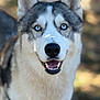 animal, background_blur, blue_eyes, canine, close_up, dog, domestic_animal, ears, friendly, fur, furry, happy, husky, muzzle, nature, nose, outdoor, pet, portrait, smiling