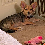 Toby is registered to the contest to win money with this photo: dog, small_dog, ears, carpet, door, baby_gate, toy, plush_toy, indoor, pet, animal, lying_down, looking_at_camera, calm, collar, furniture, home, floor, cute, domestic