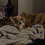 dog, blanket, couch, lamp, indoor, cozy, pet, fur, brown, soft, texture, home, relaxing, animal, comfort, furniture, warm, resting, canine, domestic