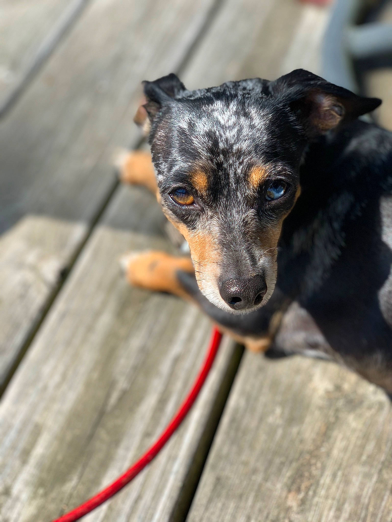 Harley joined the competition — help win amazing prizes! canidae, carnivore, collar, companion_dog, dog, dog_breed, fawn, fur, guard_dog, paw, plant, puppy, snout, sporting_group, terrestrial_animal, whiskers, wood, working_animal, working_dog