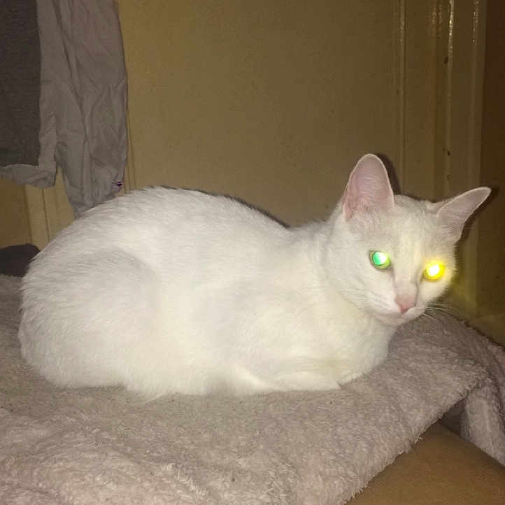 Neige a rejoint le concours — aidez-le/la à gagner de superbes lots ! burmilla, carnivoran, cat, cat_like_mammal, domestic_short_haired_cat, european_shorthair, khao_manee, kitten, small_to_medium_sized_cats, turkish_angora, whiskers