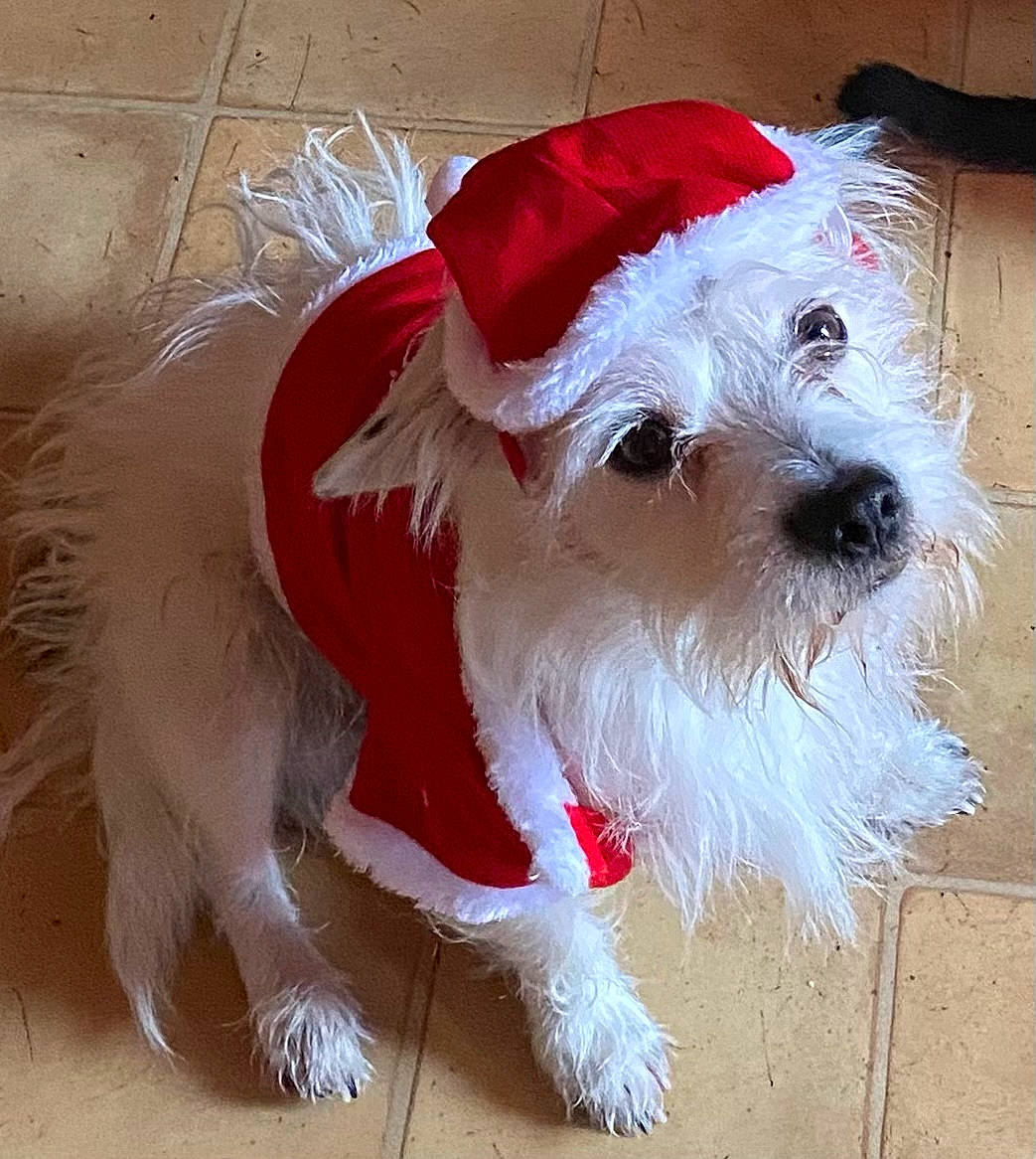 Happy a rejoint le concours — aidez-le/la à gagner de superbes lots ! canidae, carnivore, collar, companion_dog, dog, dog_breed, dog_clothes, dog_collar, dog_supply, event, fur, maltepoo, non_sporting_group, santa_claus, small_terrier, snout, sporting_group, terrier, toy_dog, working_animal