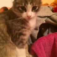 Olaf participe au concours pour gagner de l'argent avec cette photo : aegean_cat, cat, cat_like_mammal, domestic_short_haired_cat, european_shorthair, kitten, small_to_medium_sized_cats, snout, whiskers