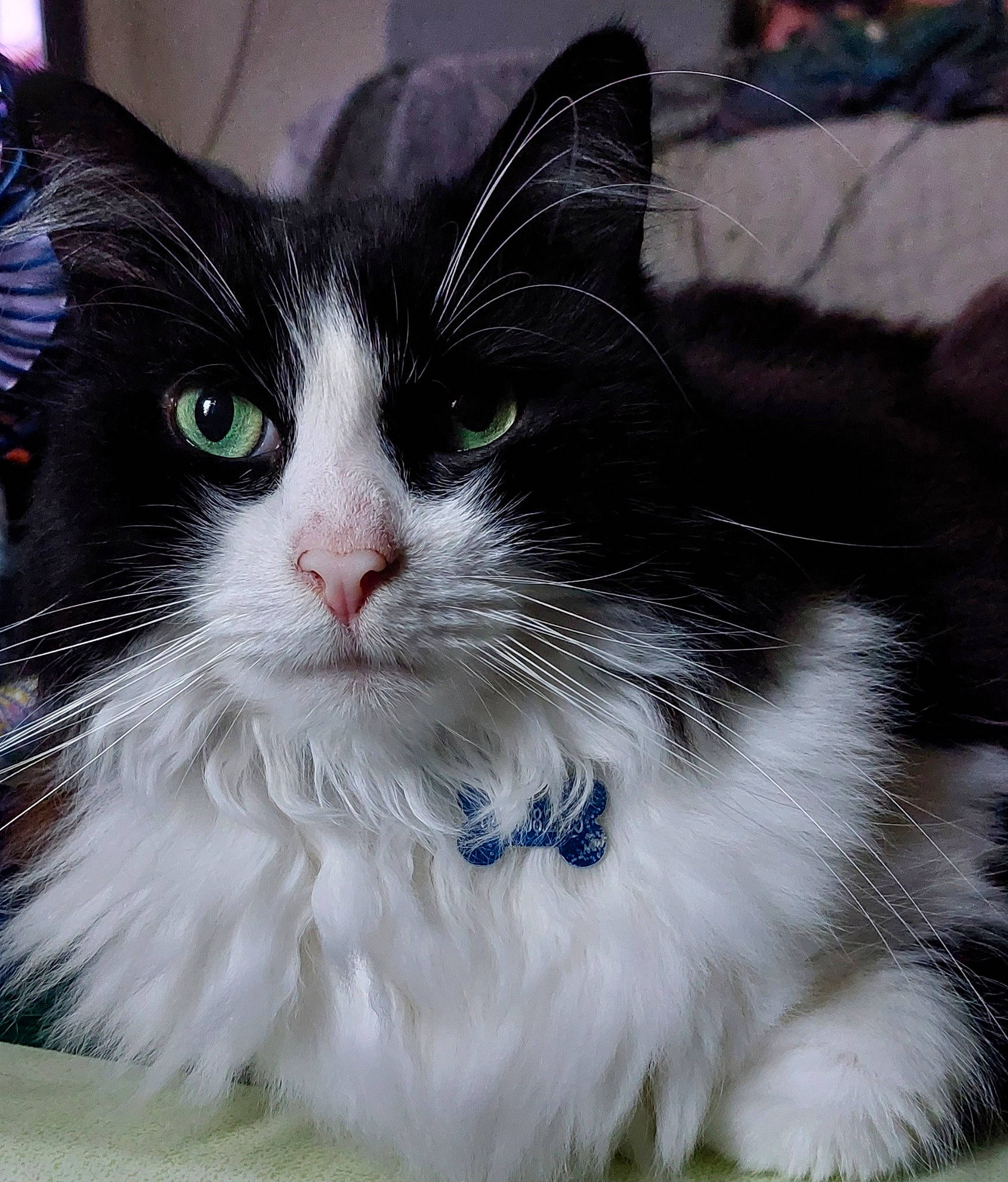 Nelson participe au concours pour gagner de l'argent avec cette photo : carnivore, cat, comfort, eye, felidae, fur, grass, head, paw, small_to_medium_sized_cats, snout, tail, terrestrial_animal, whiskers