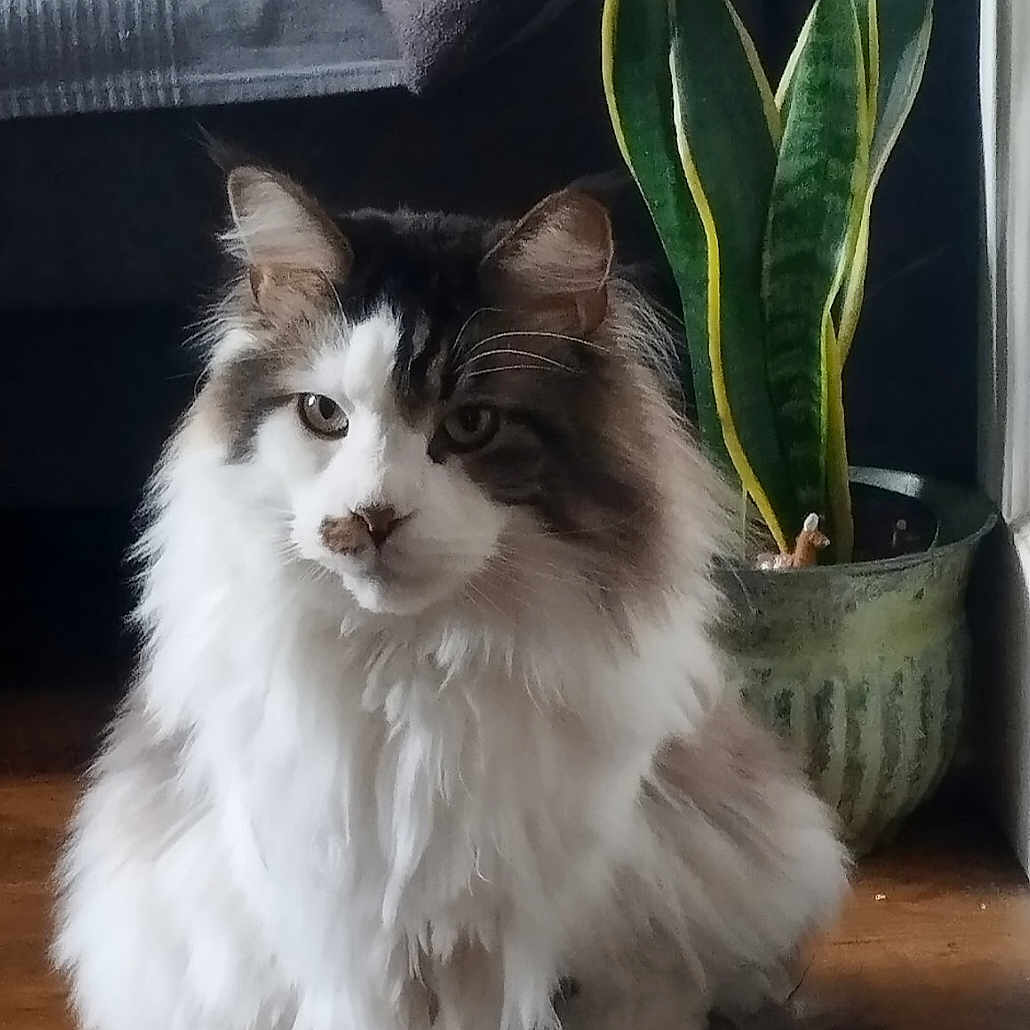 John Snow