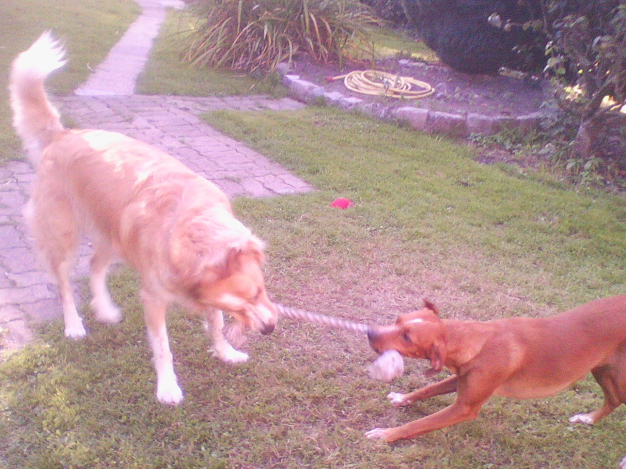 Dina participe au concours pour gagner de l'argent avec cette photo : canidae, carnivore, companion_dog, dog, dog_breed, dog_walking, fawn, grass, mammal, sporting_group, tail, vertebrate