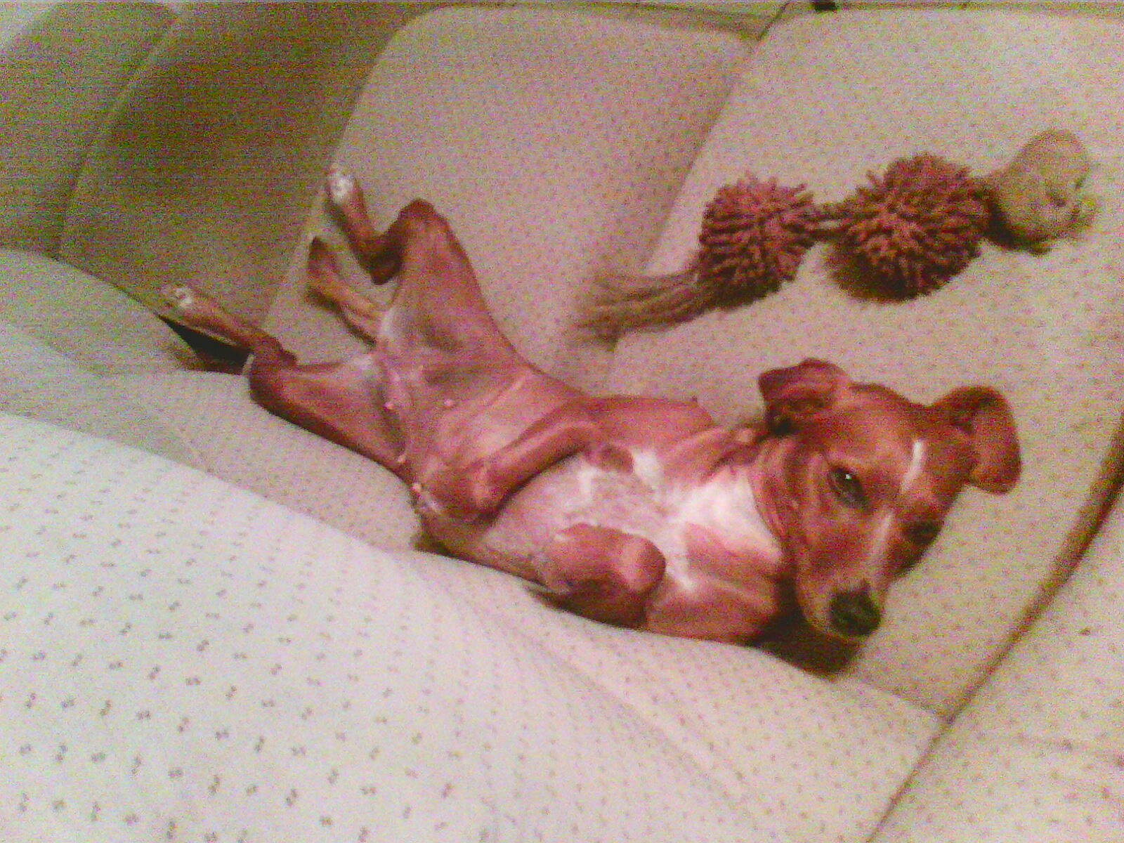 Dina participe au concours pour gagner de l'argent avec cette photo : canidae, carnivore, companion_dog, dog, dog_breed, fawn, sporting_group