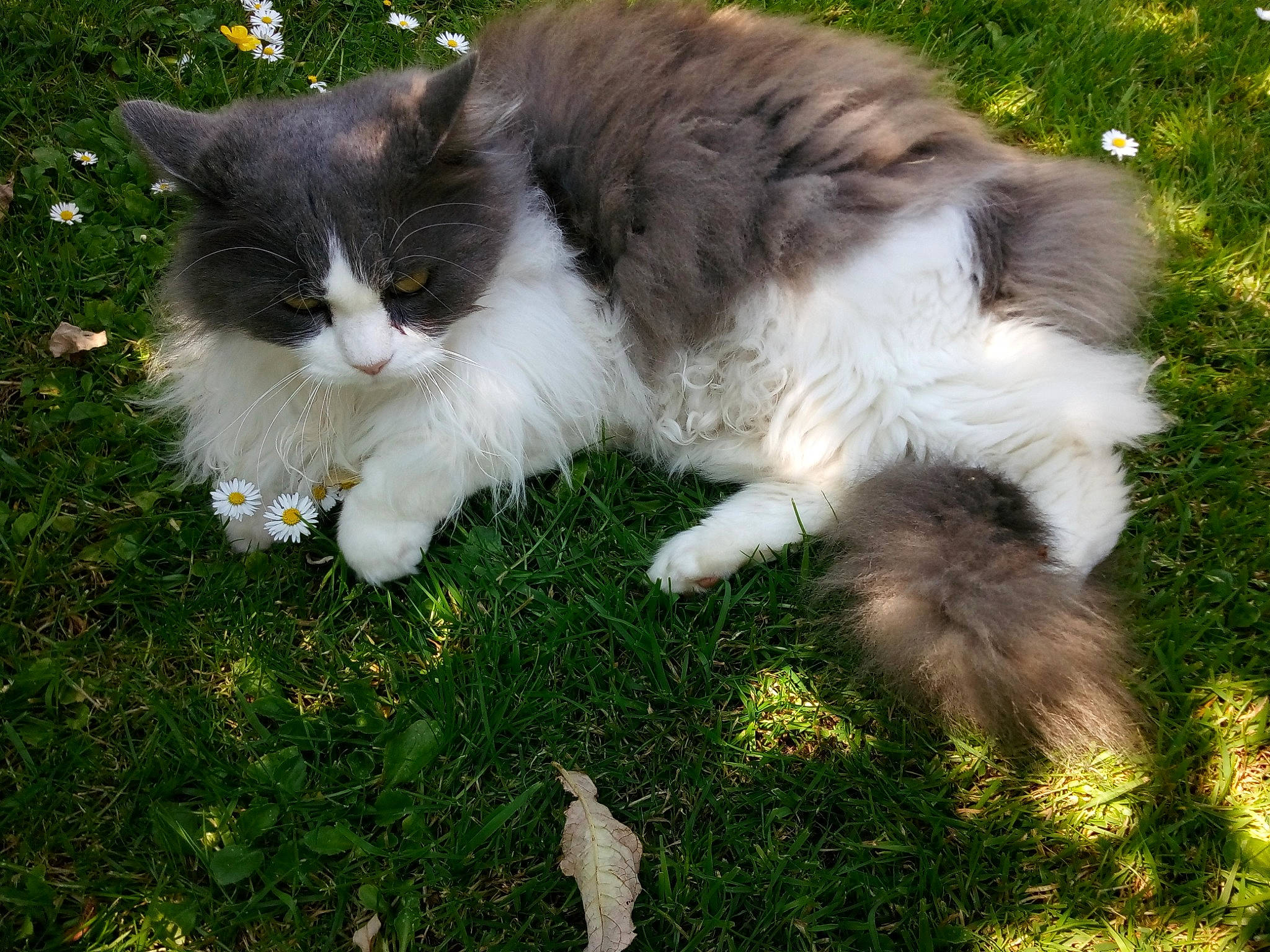 Jena participe au concours pour gagner de l'argent avec cette photo : asian_semi_longhair, british_semi_longhair, carnivore, cat, cymric, domestic_long_haired_cat, domestic_short_haired_cat, felidae, fur, grass, mammal, norwegian_forest_cat, plant, polydactyl_cat, ragamuffin, siberian, small_to_medium_sized_cats, tail, vertebrate, whiskers