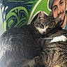 cat, tabby_cat, snuggling, cozy, fur, animal, pet, portrait, graffiti, wall_art, urban, colorful, mural, face_painting, cap, resting, close_up, domestic_cat, cute, affection
