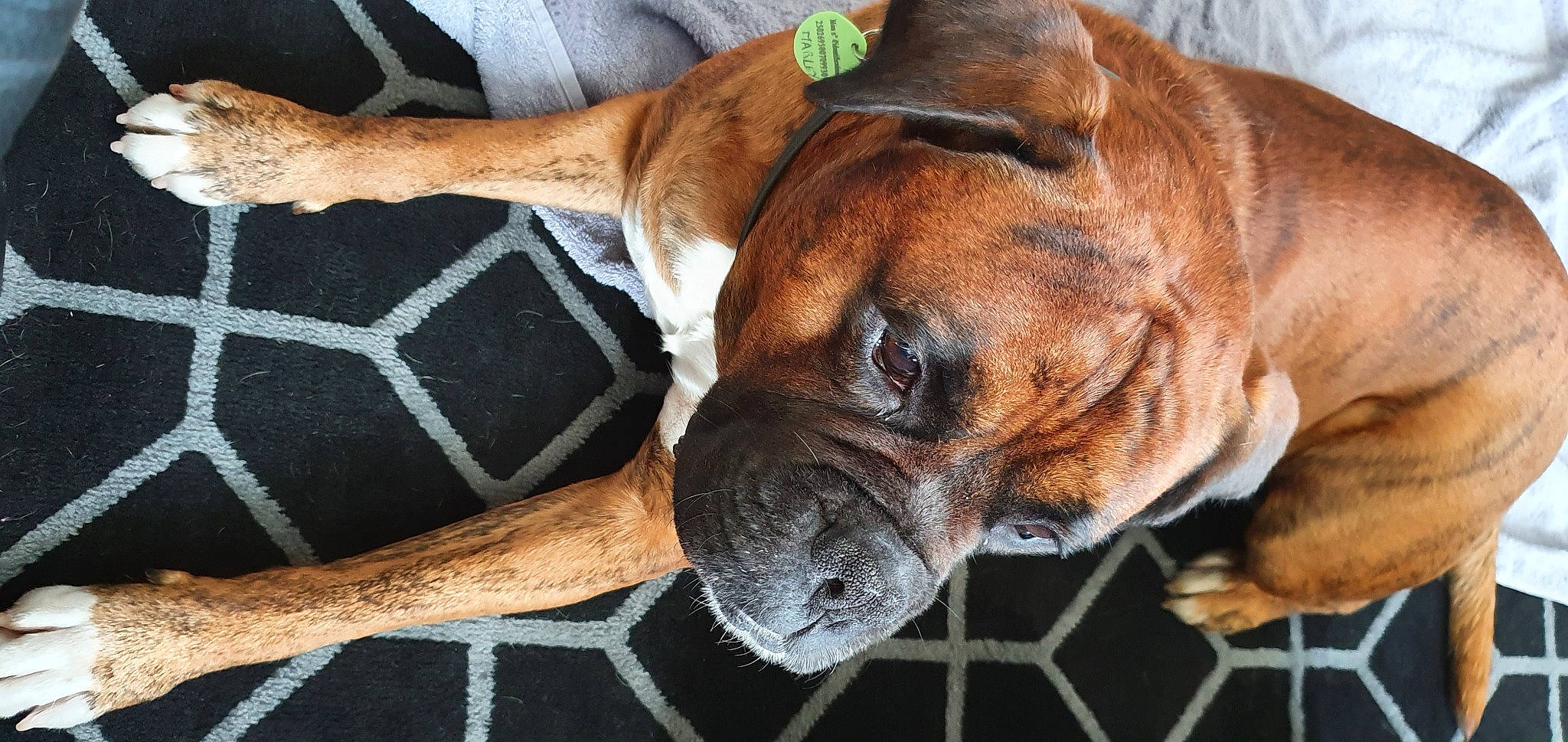 Marley participe au concours pour gagner de l'argent avec cette photo : alano_espanol, boerboel, boxer, bullmastiff, canidae, carnivore, dog, dog_breed, fawn, fila_brasileiro, korean_mastiff, mammal, molosser, old_english_bulldog, rare_breed_dog, snout, sporting_group, tosa, valley_bulldog, vertebrate