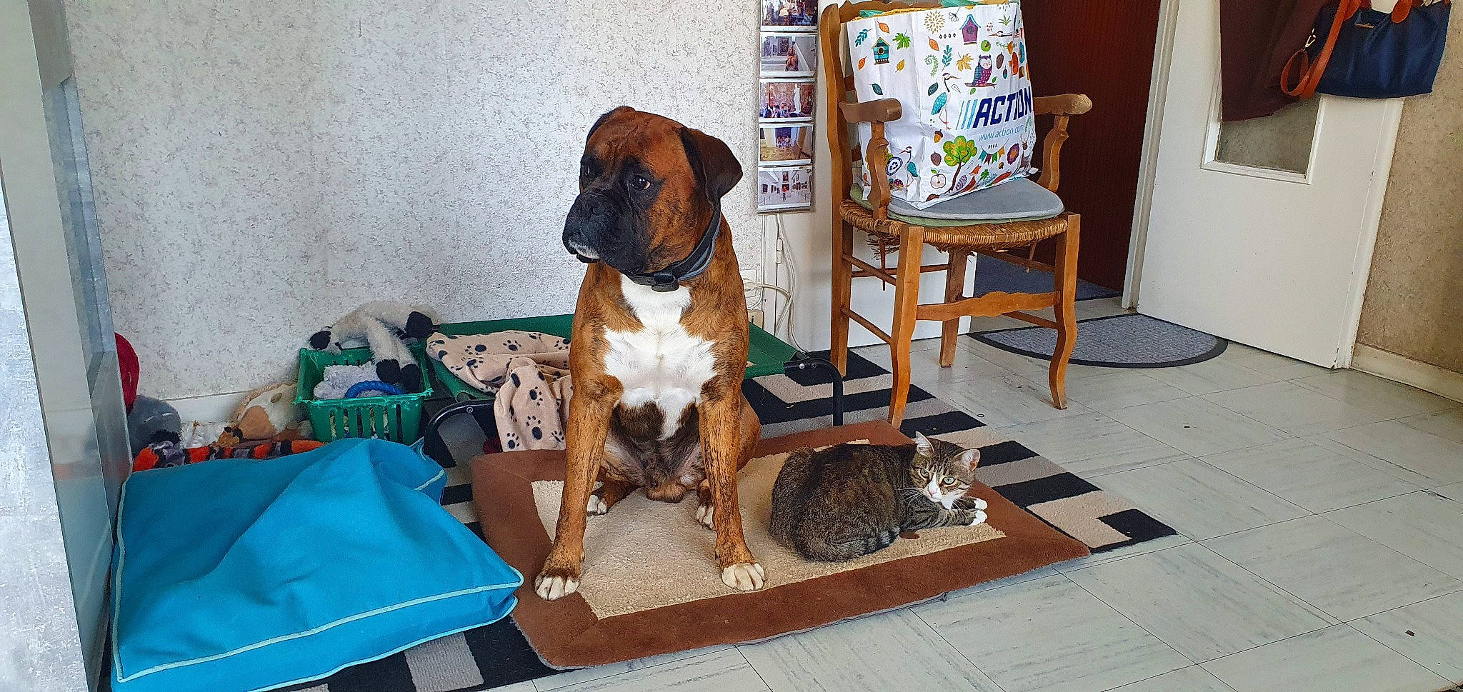 Marley a rejoint le concours — aidez-le/la à gagner de superbes lots ! boerboel, boxer, bullmastiff, canidae, carnivore, companion_dog, dog, dog_breed, fawn, fila_brasileiro, great_dane, guard_dog, mammal, molosser, rare_breed_dog, tosa, vertebrate, working_dog