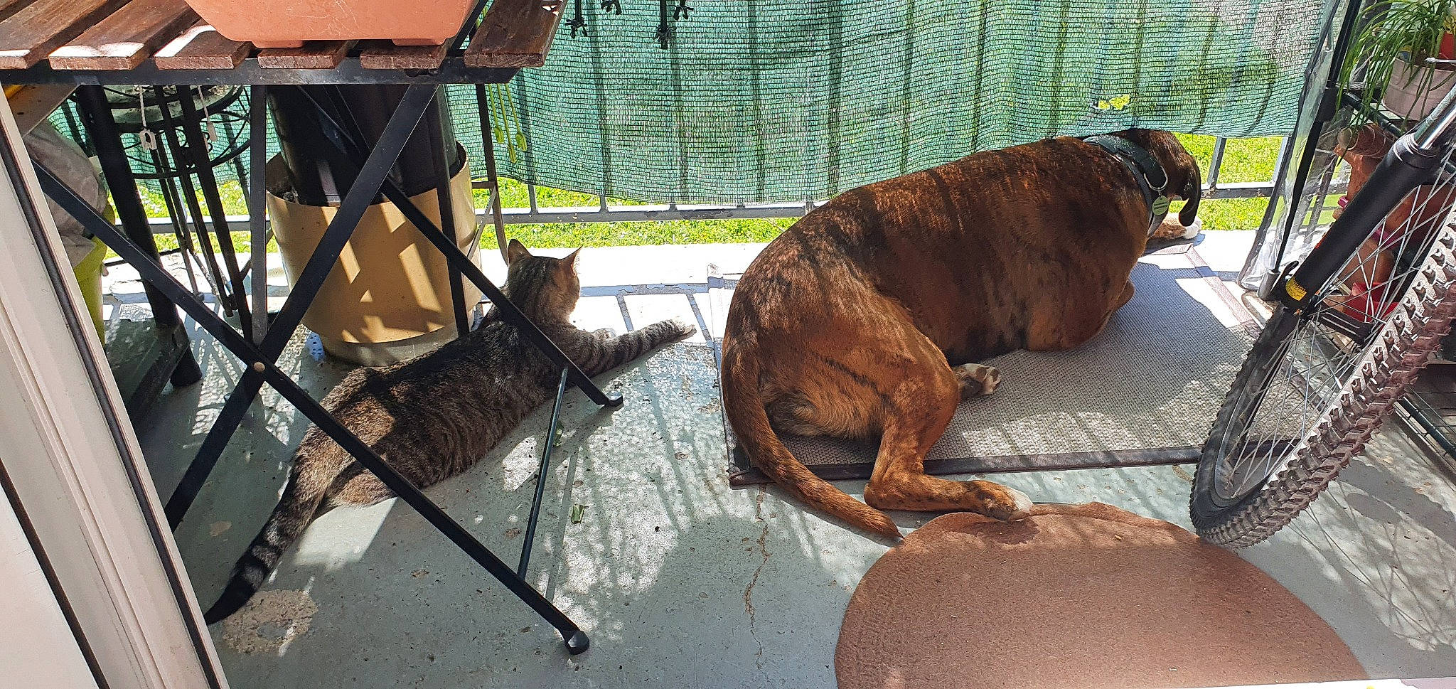 Ocelot participe au concours pour gagner de l'argent avec cette photo : boxer, canidae, carnivore, dog, dog_breed, fawn, korean_mastiff, tosa