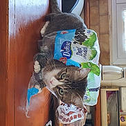 Ocelot a rejoint le concours — aidez-le/la à gagner de superbes lots ! carnivore, cat, domestic_short_haired_cat, felidae, small_to_medium_sized_cats, whiskers