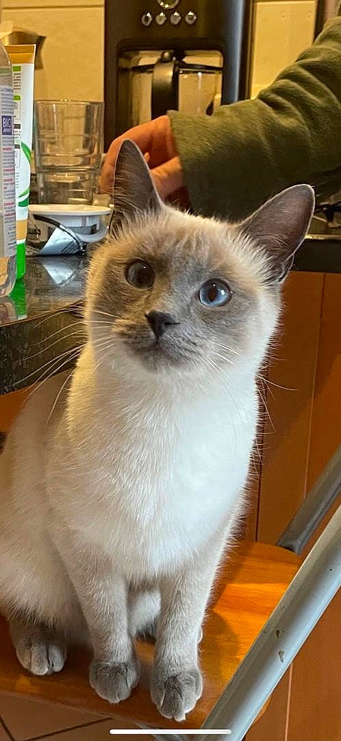 Fripouille a rejoint le concours — aidez-le/la à gagner de superbes lots ! carnivore, cat, domestic_short_haired_cat, door, event, fawn, felidae, fixture, fur, iris, pet_supply, siamese, small_to_medium_sized_cats, snout, tail, thai, whiskers, window