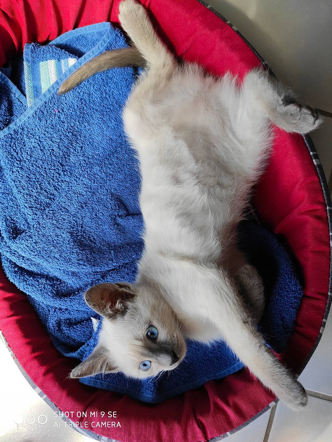 Fripouille a rejoint le concours — aidez-le/la à gagner de superbes lots ! balinese, carnivore, cat, cat_supply, collar, comfort, companion_dog, domestic_short_haired_cat, electric_blue, fawn, felidae, fur, paw, pet_supply, siamese, small_to_medium_sized_cats, snout, tail, thai, whiskers