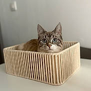 Chanel participe au concours pour gagner de l'argent avec cette photo : animal, basket, blue_eyes, cat, close_up, curious, cute, domestic_cat, ears_up, feline, indoor, looking_up, neutral_background, pet, relaxed, resting, striped_cat, whiskers, white_surface, woven_basket