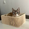 animal, basket, blue_eyes, cat, close_up, curious, cute, domestic_cat, ears_up, feline, indoor, looking_up, neutral_background, pet, relaxed, resting, striped_cat, whiskers, white_surface, woven_basket