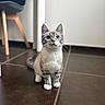 Chanel participe au concours pour gagner de l'argent avec cette photo : blue_eyes, cat, chair, curious, domestic_animal, feline, floor, indoor, looking_up, modern_interior, paws, pet, short_hair, sitting, striped_fur, tile_floor, whiskers, white_wall, wooden_legs, young_cat