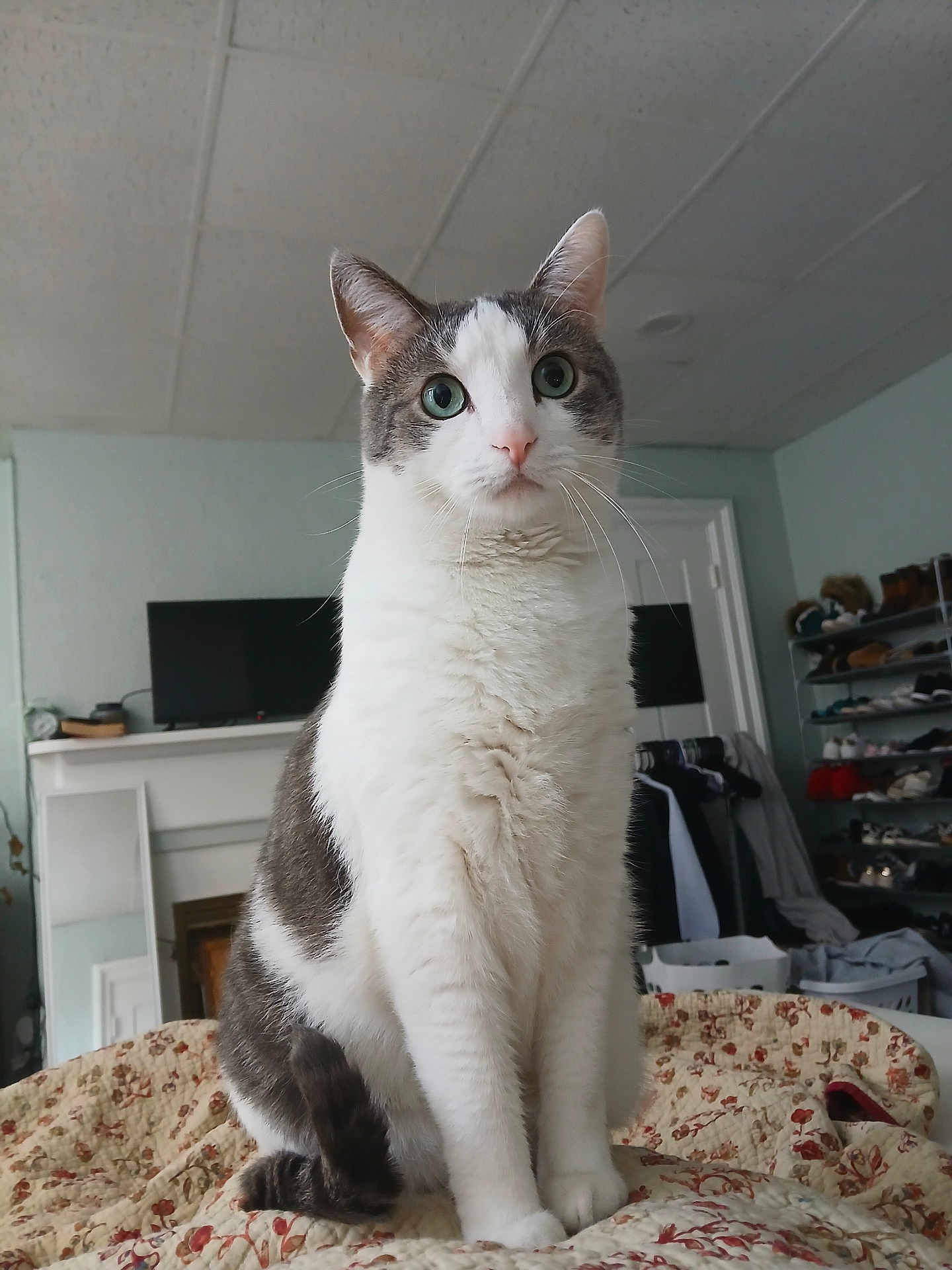 Charlie is registered to the contest to win money with this photo: cat, indoor, pet, animal, feline, white_fur, gray_fur, green_eyes, sitting, quilt, bedspread, furniture, television, shoe_rack, clothing, room, household, curious, portrait, domestic