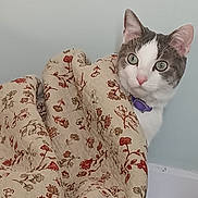 Charlie is registered to the contest to win money with this photo: cat, animal, pet, blanket, floral_pattern, curious, indoors, cozy, fur, whiskers, ears, eyes, pink_nose, collar, resting, comfort, domestic, cute, portrait, bedroom