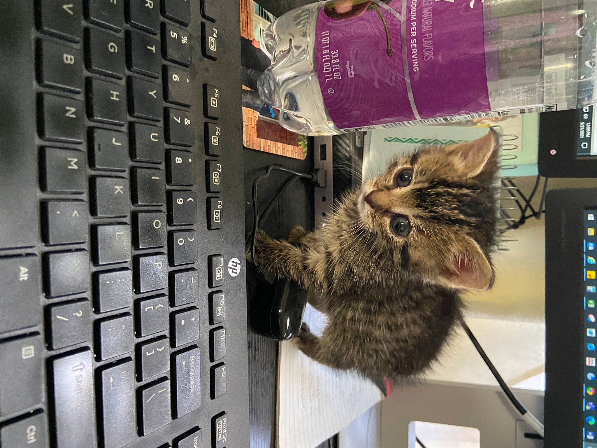 Chai Latte joined the competition — help win amazing prizes! carnivore, cat, computer, computer_hardware, computer_keyboard, domestic_short_haired_cat, felidae, fur, input_device, laptop, netbook, numeric_keypad, office_equipment, output_device, peripheral, personal_computer, small_to_medium_sized_cats, snout, space_bar, whiskers